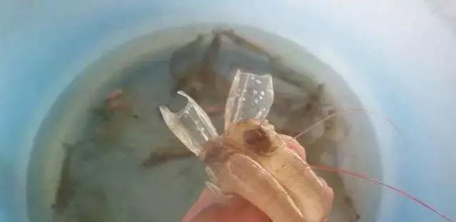 大棚标粗虾苗消毒技术及其应用