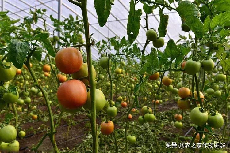 水产养殖大棚消毒方法与策略