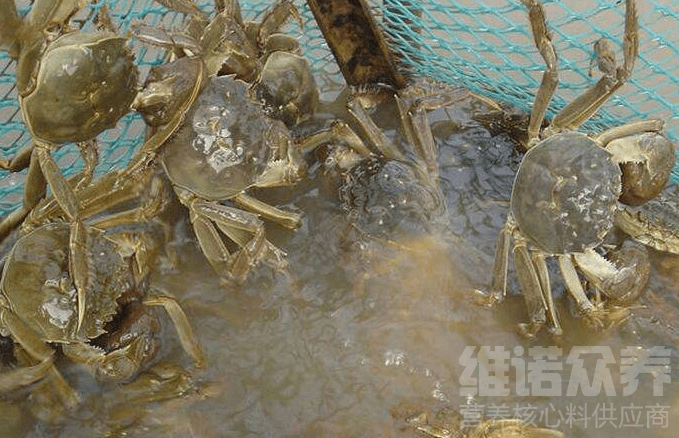 大棚养螃蟹技术大全