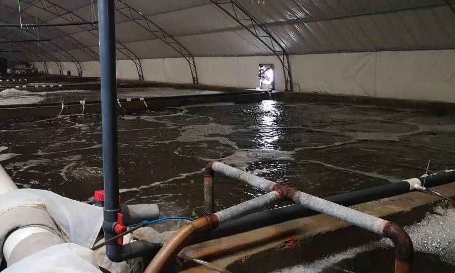 工厂化大棚养虾，现代水产养殖新模式