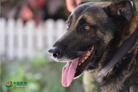 警犬待遇，超越宠物的特殊关怀