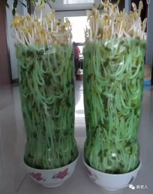 饮料瓶生豆芽，绿色生活中的创新实践