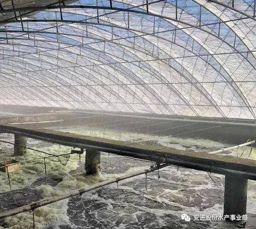 大棚帆布养南美白对虾技术探讨