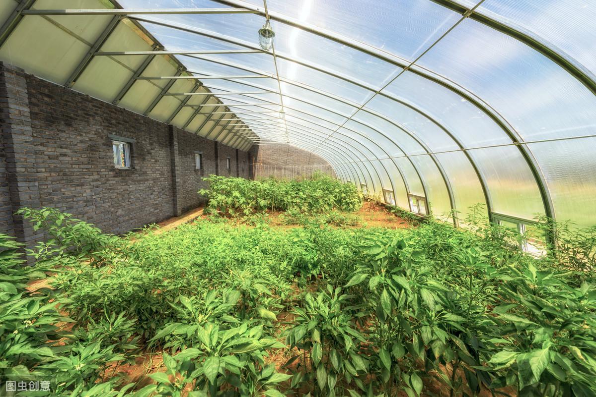 大棚高密度养殖龙虾，创新模式与前景展望