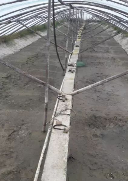 大棚土塘对虾标粗养殖密度研究
