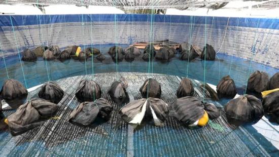 大棚养鱼讲解，技术、优势与实践