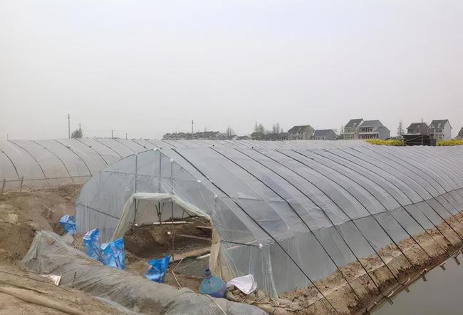 大棚养殖白对虾是骗局吗？——理性看待新兴养殖技术