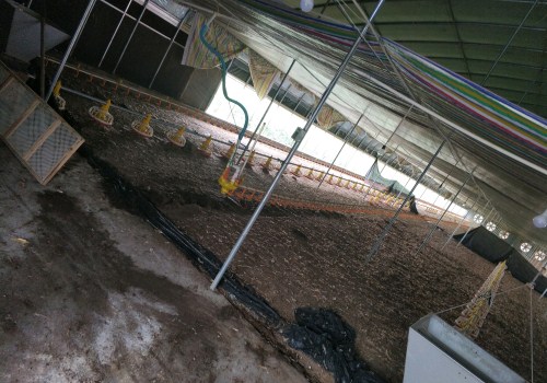 工厂化大棚养虾的建造方法与策略