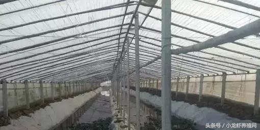 冬棚与大棚，农业领域中的两种重要设施，究竟有何异同？