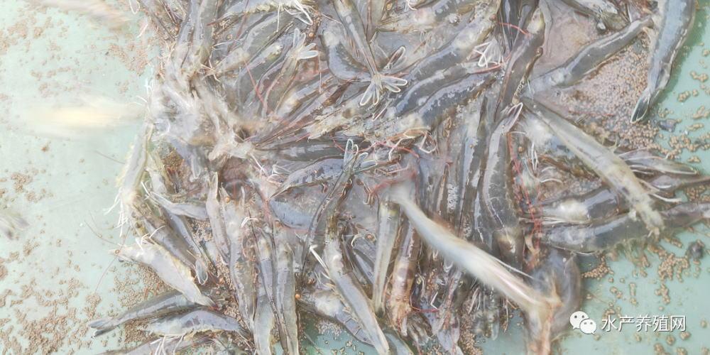 如东大棚虾现在价格探析
