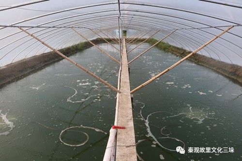 大棚罗氏沼虾放养密度研究与实践