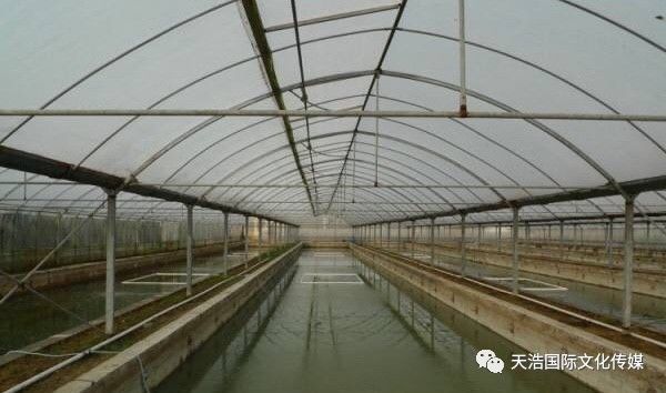 水产大棚基地鸟瞰图，现代水产养殖的新视角