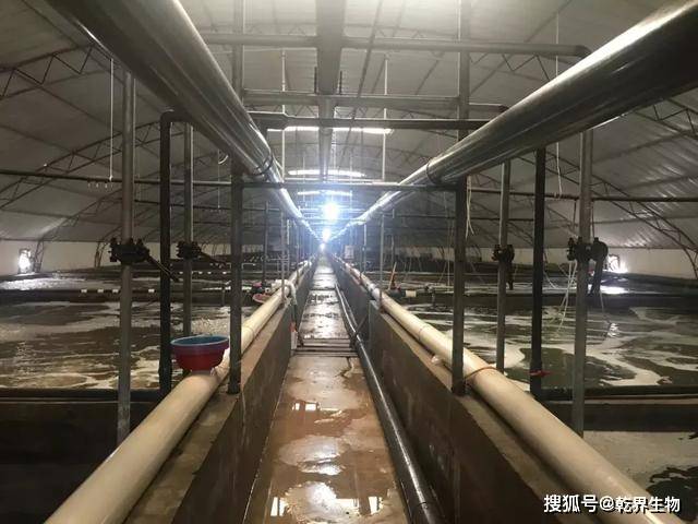 南美对虾大棚水深度管理技术的研究与应用