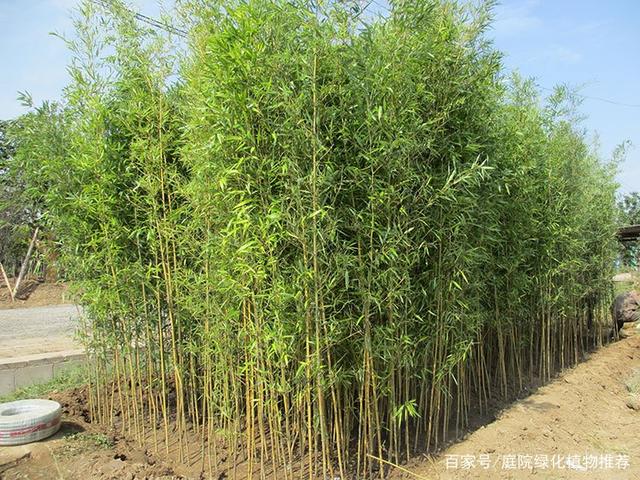 北方室外竹子品种，多样性与种植指南