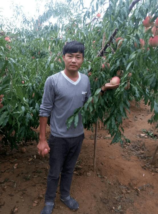 苗木利润好的品种深度解析