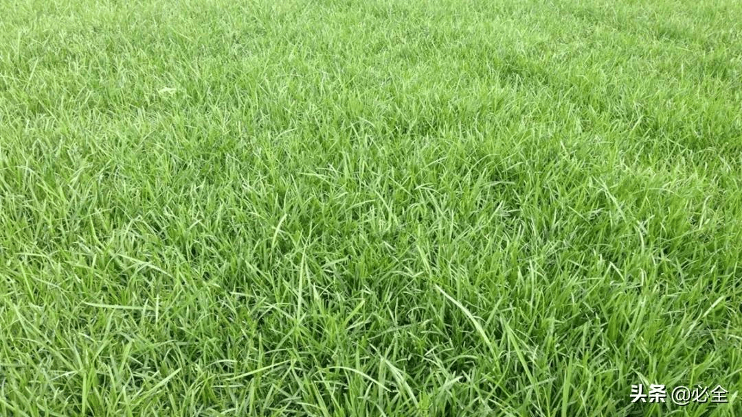 一年四季常青的草坪品种，探究其特性与优势