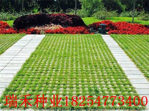 绿化品种苗，塑造可持续生态的关键要素