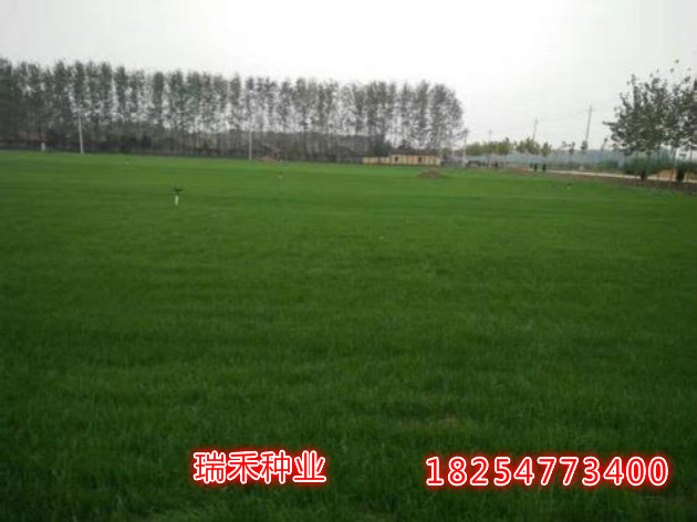 绿化草坪种植品种选择的重要性及其优化策略