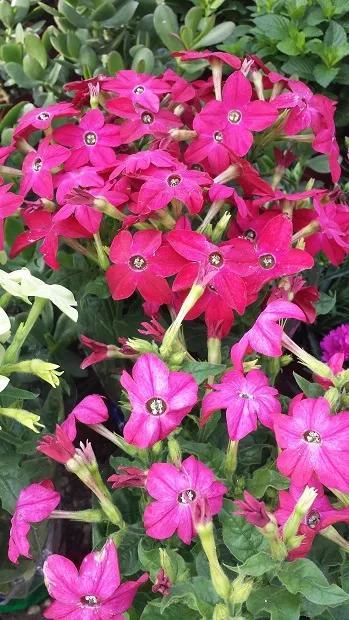 绿化常用草花品种介绍