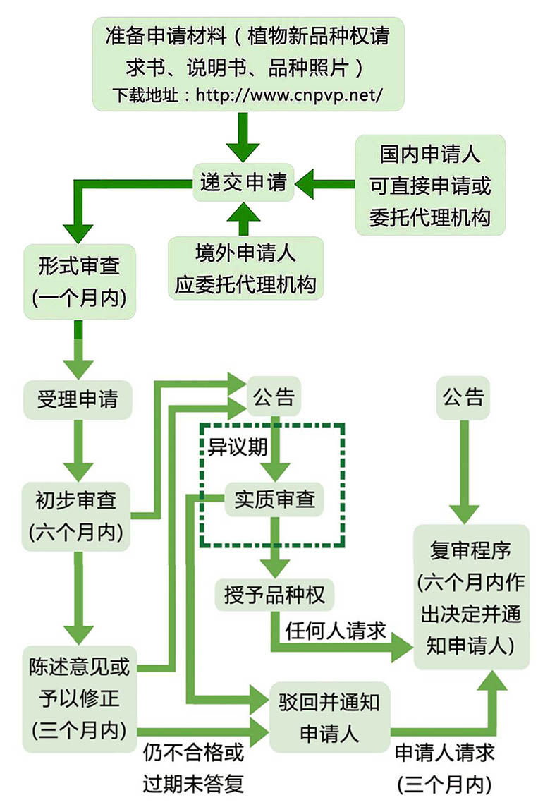 林木新品种审定程序，从申请到认证的全过程解析