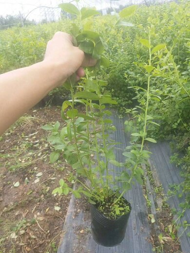 品种苗种植前景展望，机遇与挑战并存