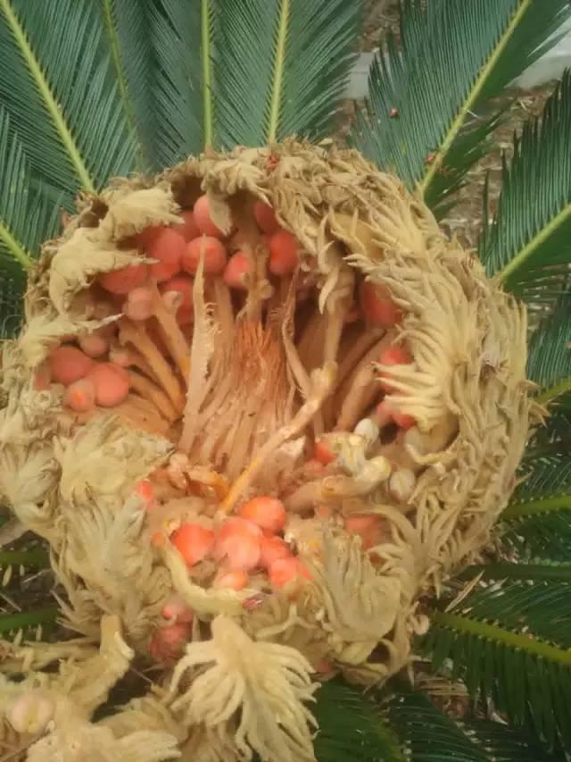 蛋花子的奇妙世界