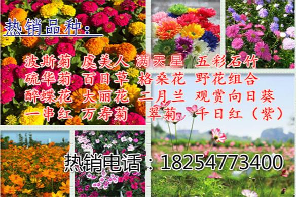 一年生黑麦草种品种研究