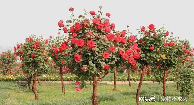 月季品种红从容，绽放的美丽与独特的魅力