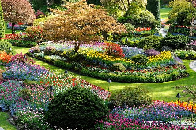 探索花乔木新品种，未来园林的新宠
