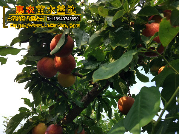 大红袍李子品种深度解析