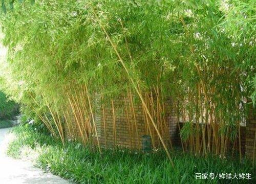 最耐寒竹子品种，探寻生命力顽强的竹界佼佼者