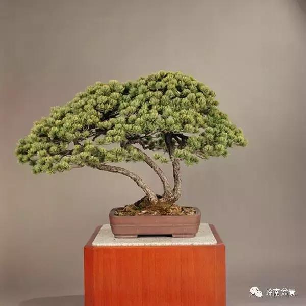 盆景制作养护一本通，打造美丽盆景的艺术与技巧