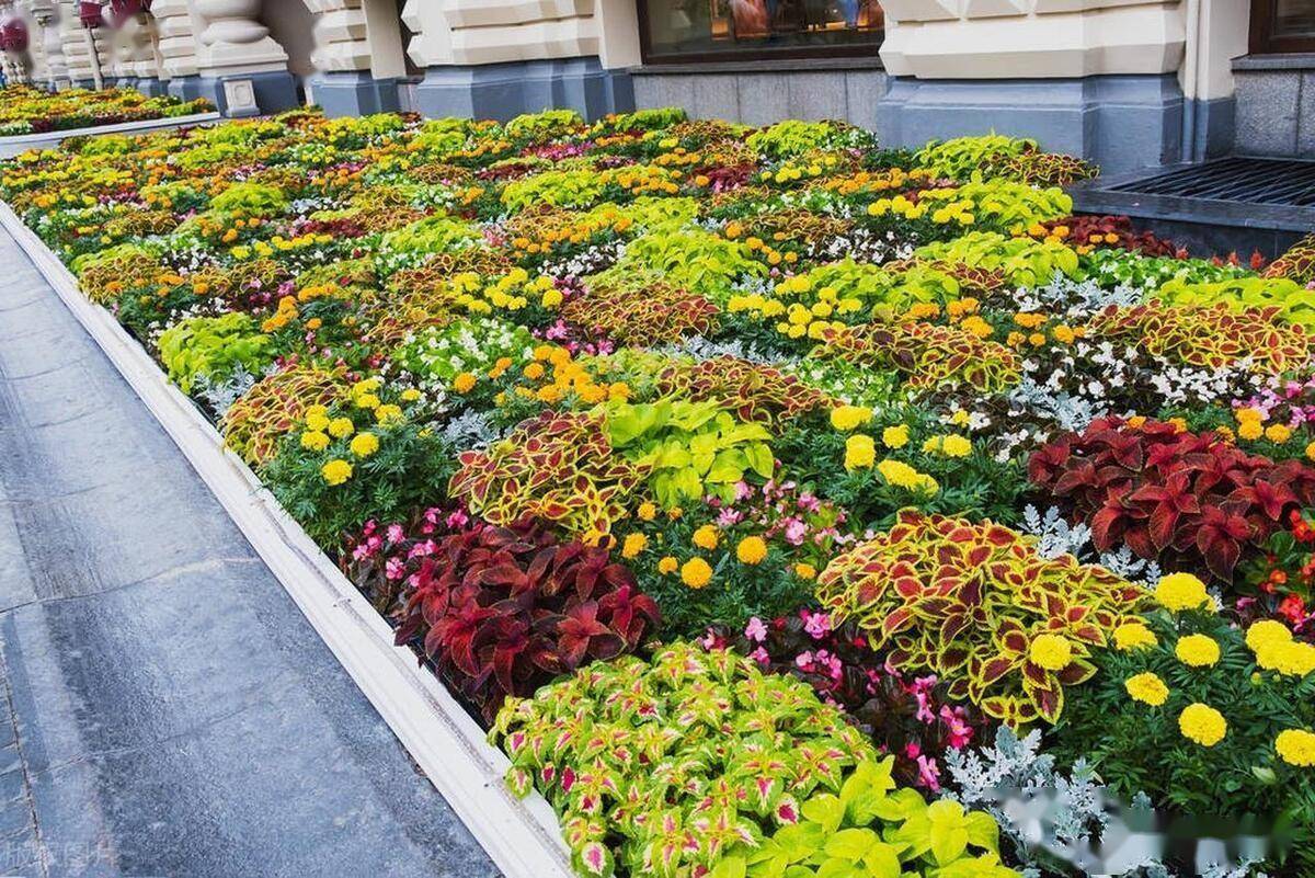 花坛常用花卉品种及其特点