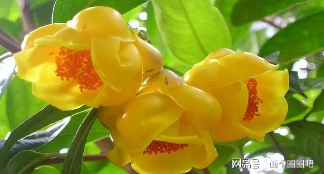 珍稀桂花品种，美丽、香气与稀有的完美结合