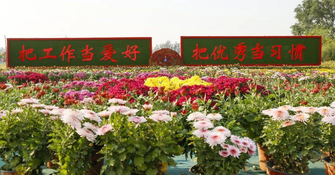 海南林下花海，探寻丰富多样的花卉品种