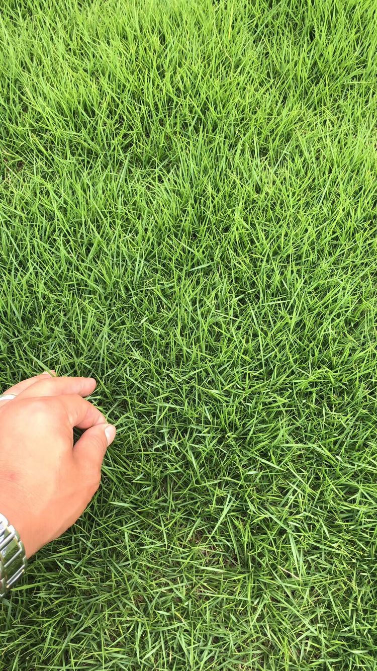 常州高羊茅草坪品种齐全——优质草坪的理想选择