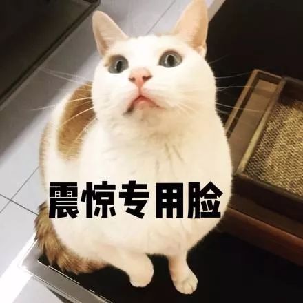 东京猫猫表情包，流行文化的萌宠新宠