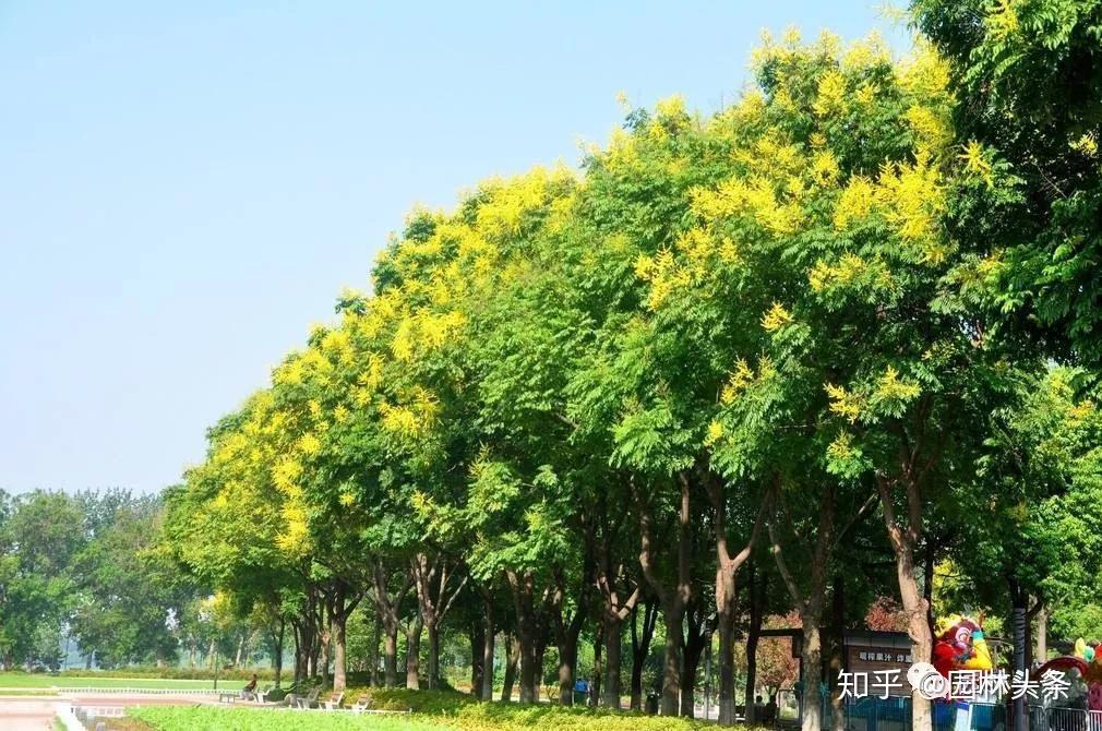 北方绿化苗木品种大全，了解与应用