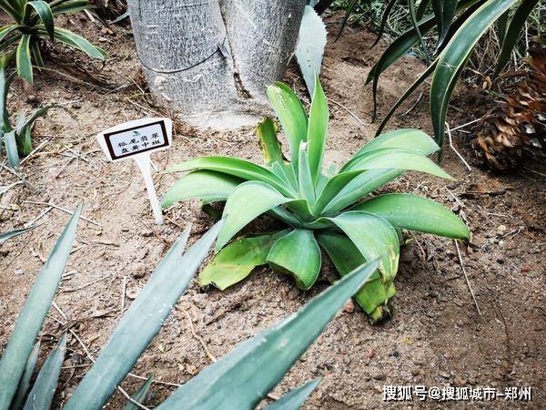植物品种的多样性，打破单调，展现自然之美