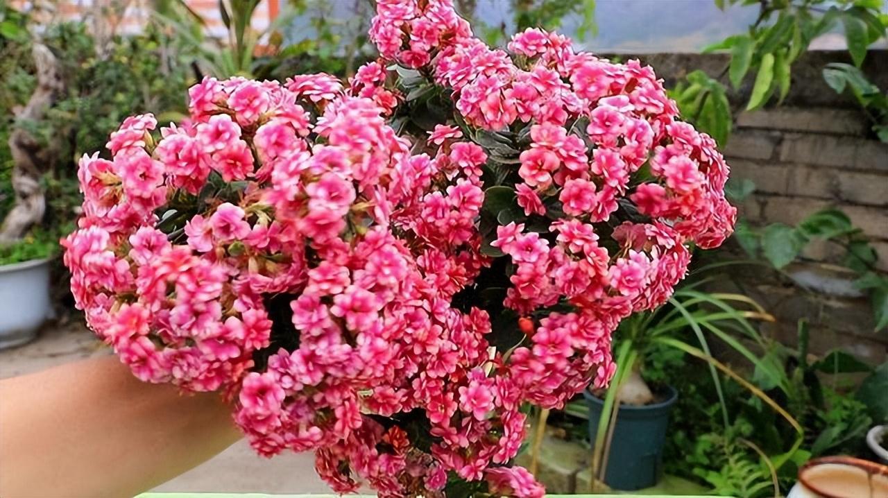 小班美术活动种花反思