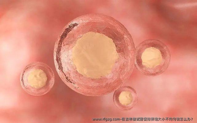 试管卵泡大小不均匀取卵，探究与解析