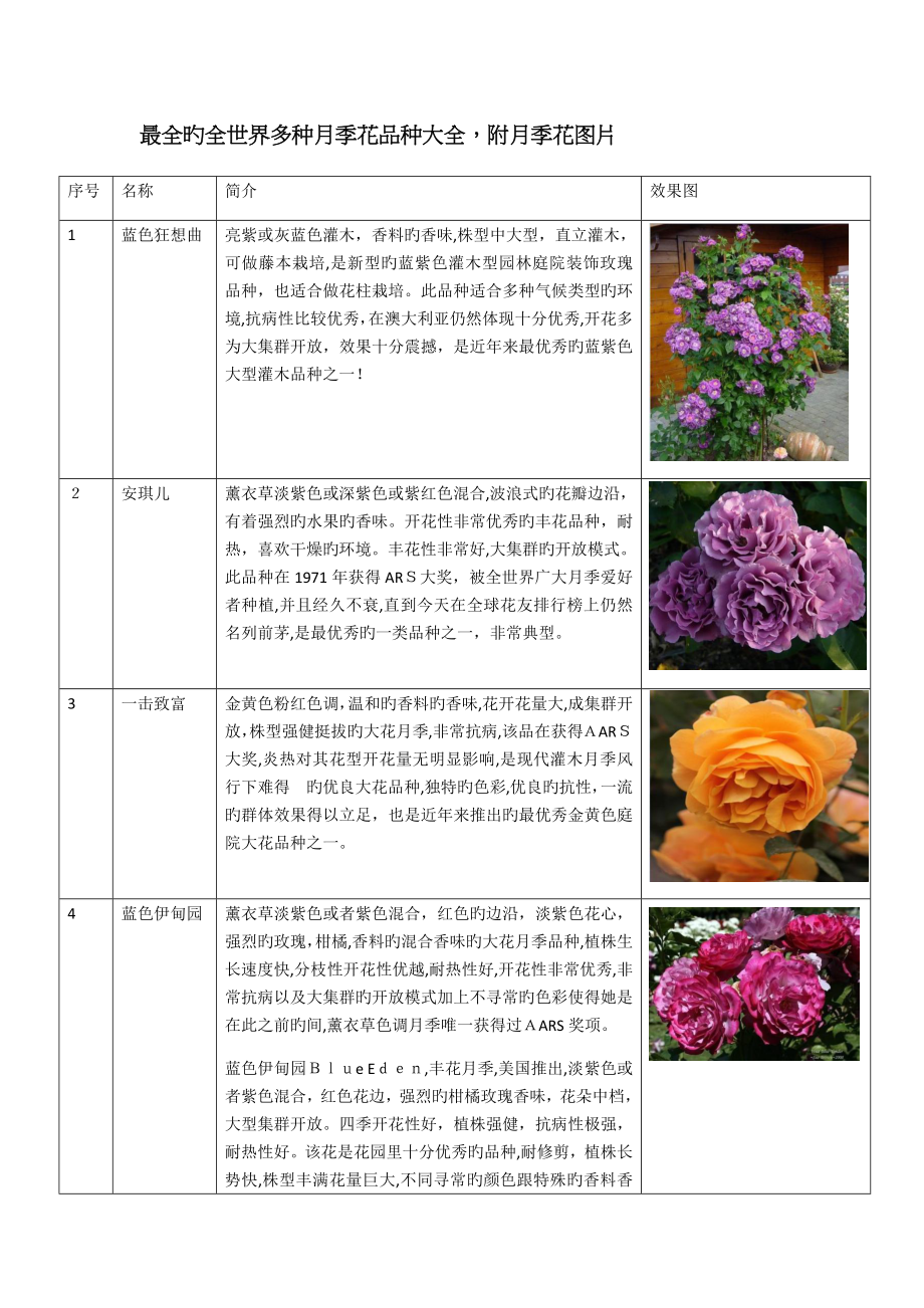 品种月季的价格及其魅力