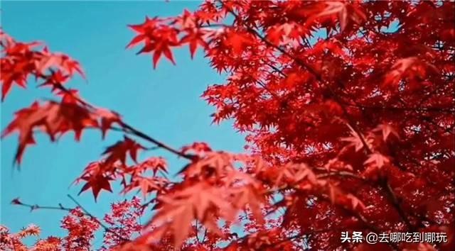 红继木品种图解，多彩植物世界的璀璨明珠