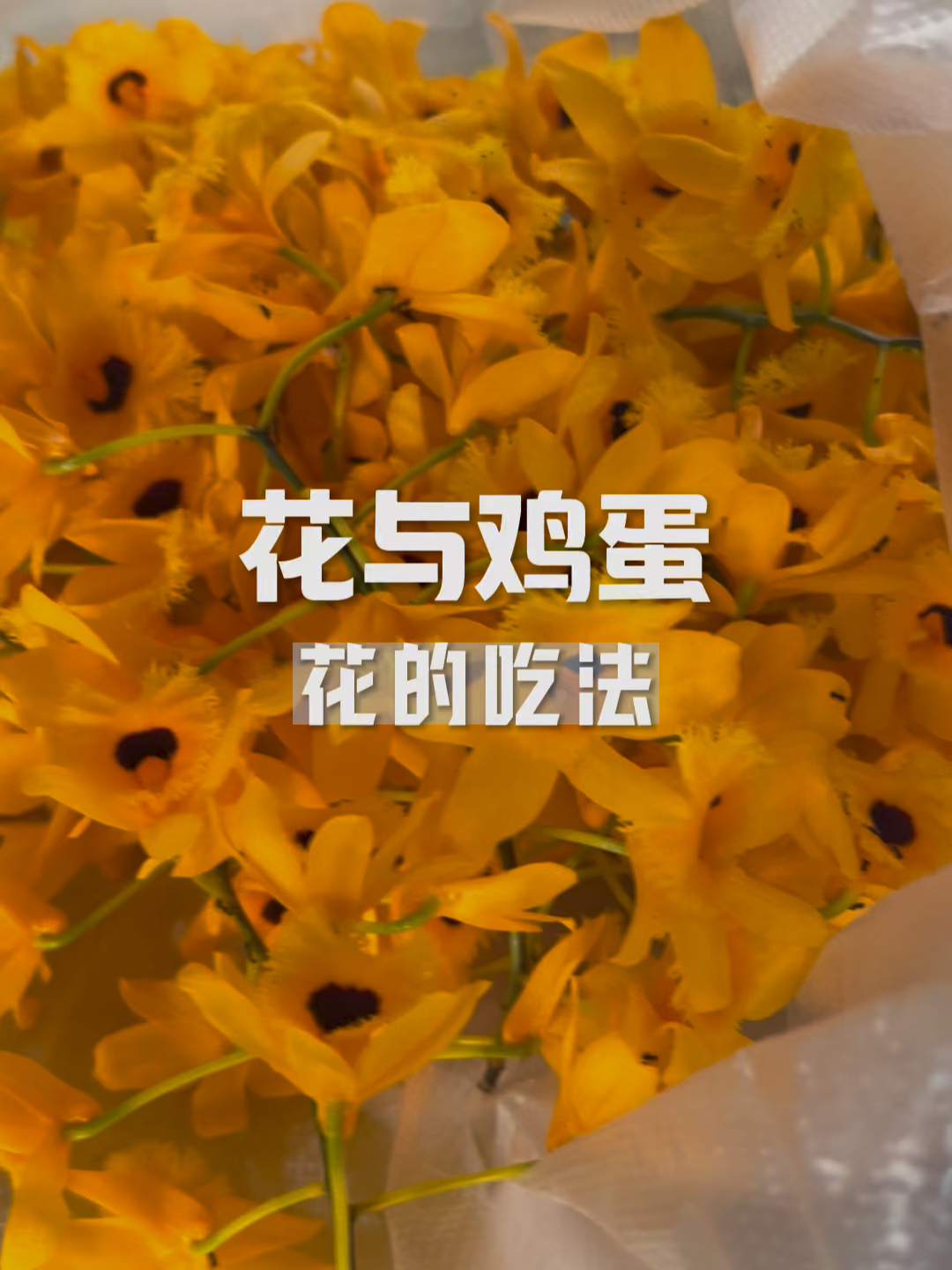 蛋花与900的奇妙故事