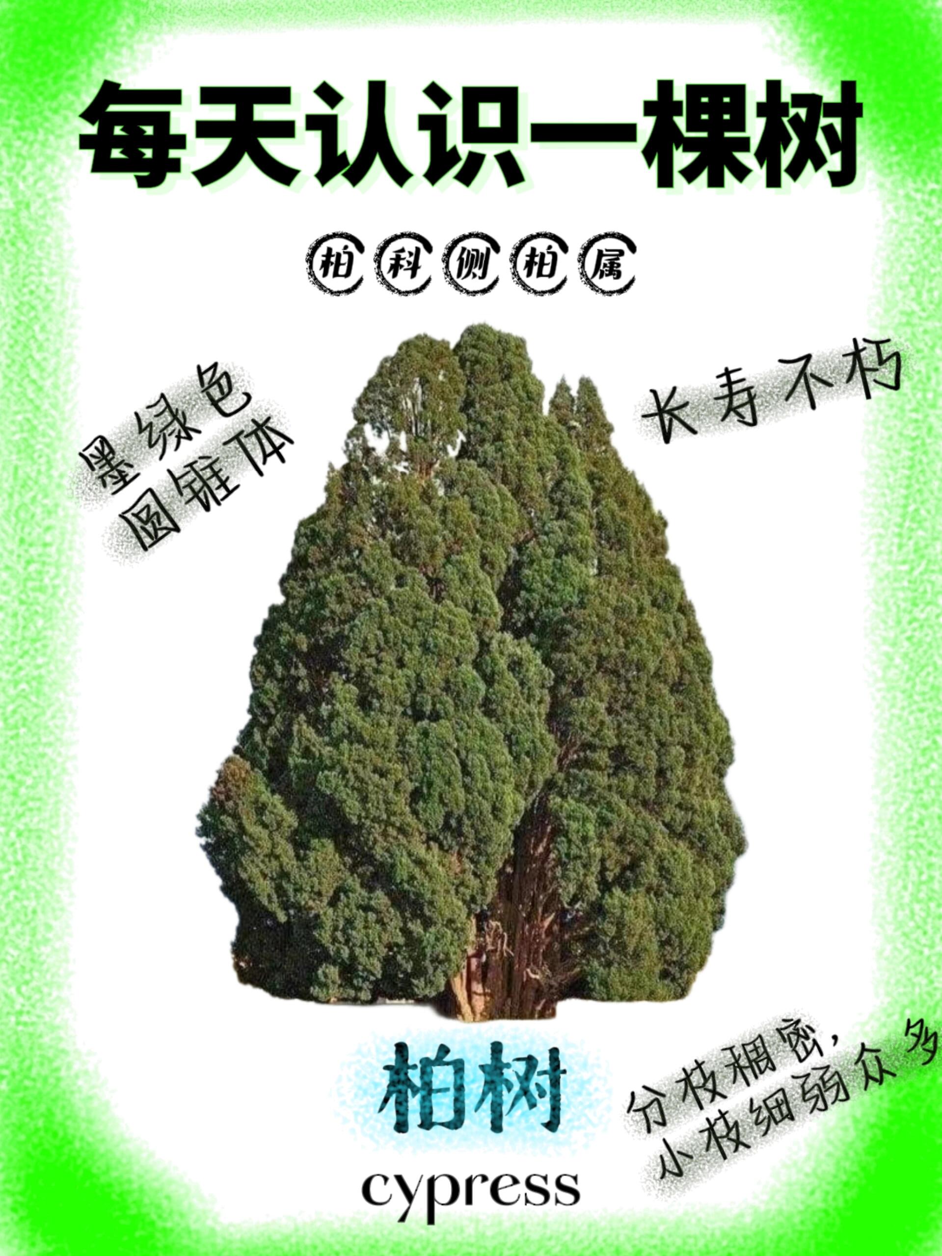 柏树品种繁多，价格各异——探寻柏树的魅力与价值