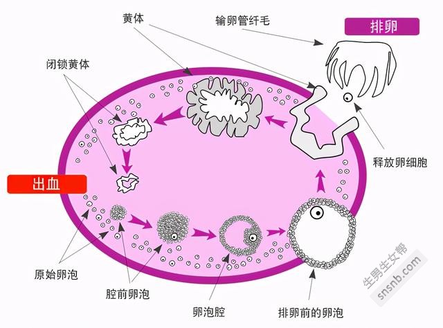 促排取卵周期过程的详细解析
