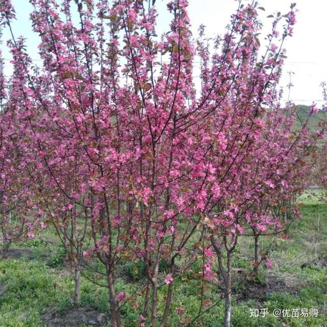 北美海棠品种繁多，各具特色