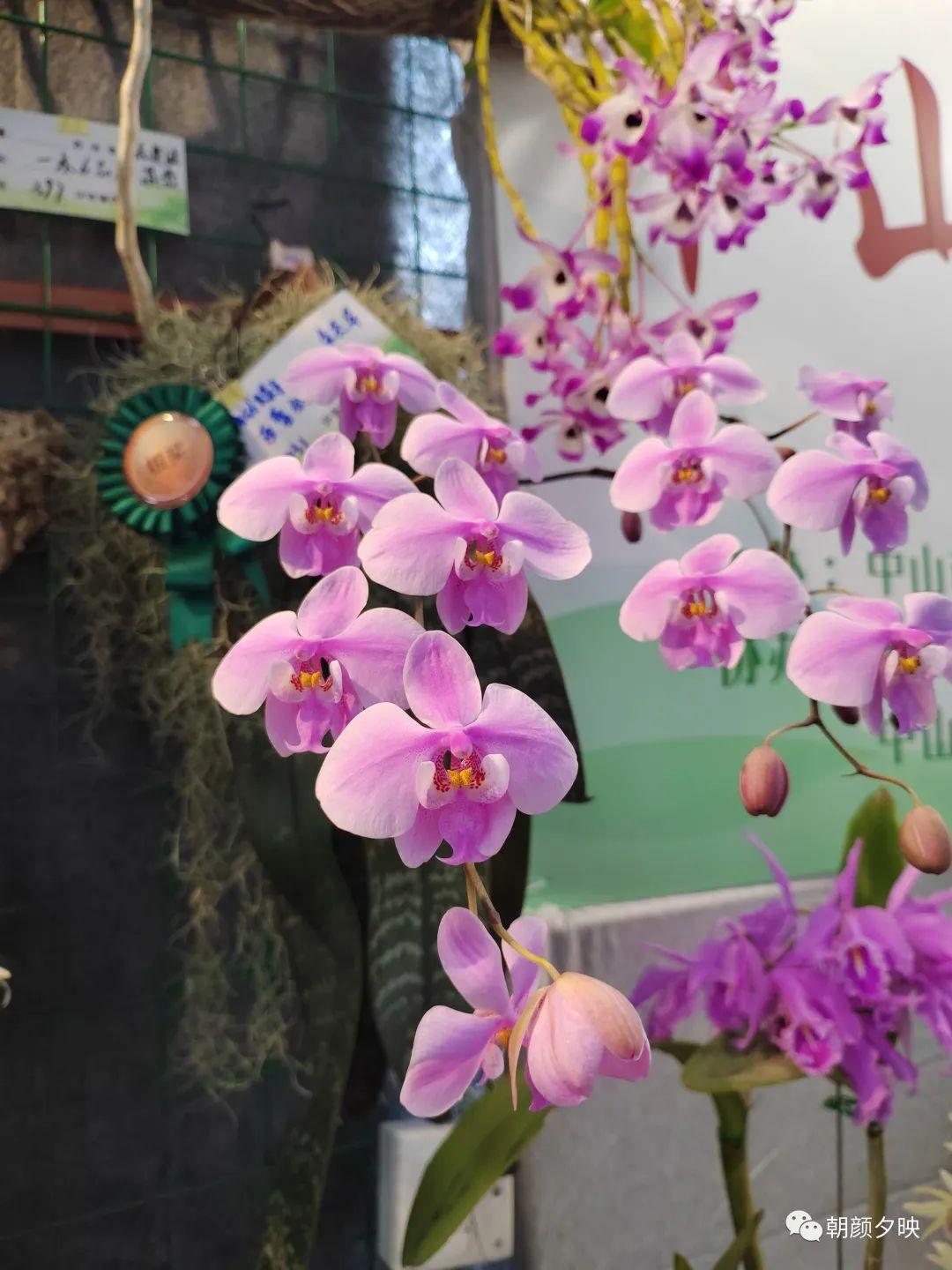 捧心兰品种，探索其独特魅力与种植技巧