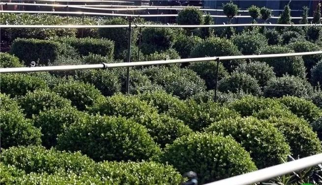 苗圃品种图介绍，了解不同苗圃植物的多样性与特点