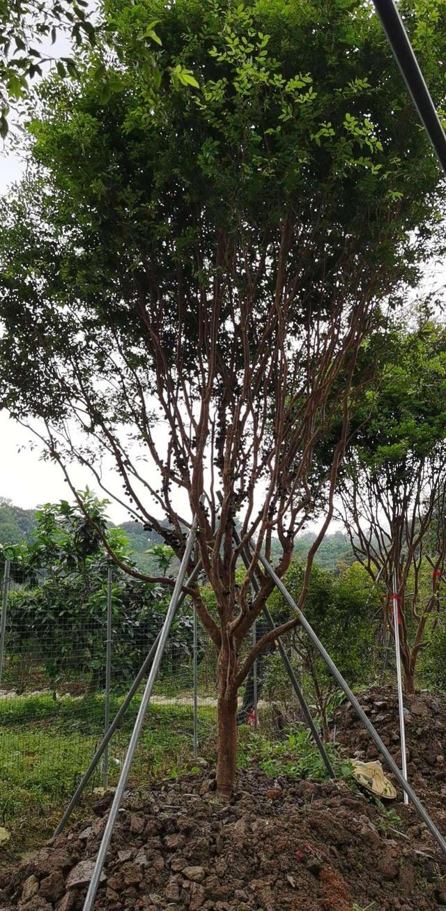 福建苗木品种，多彩多姿的自然宝藏
